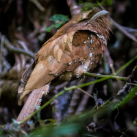 Sri Lanka Frogmouth